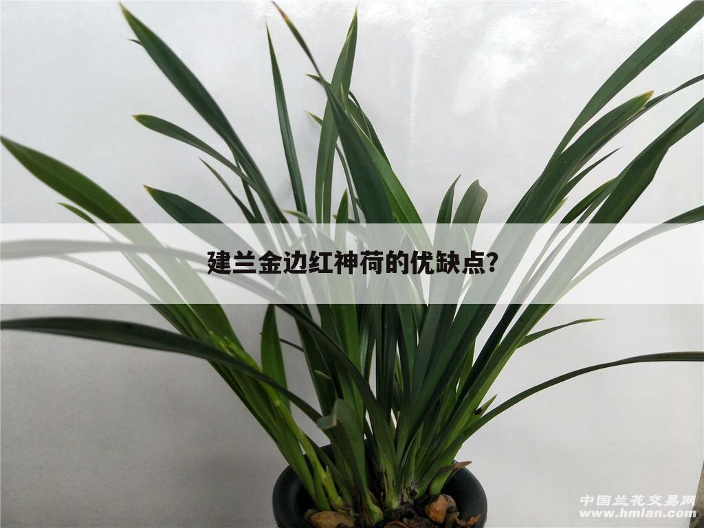建兰金边红神荷的优缺点？