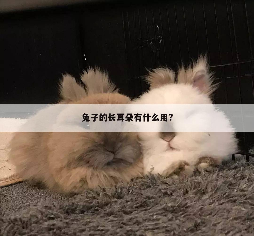 兔子的长耳朵有什么用?