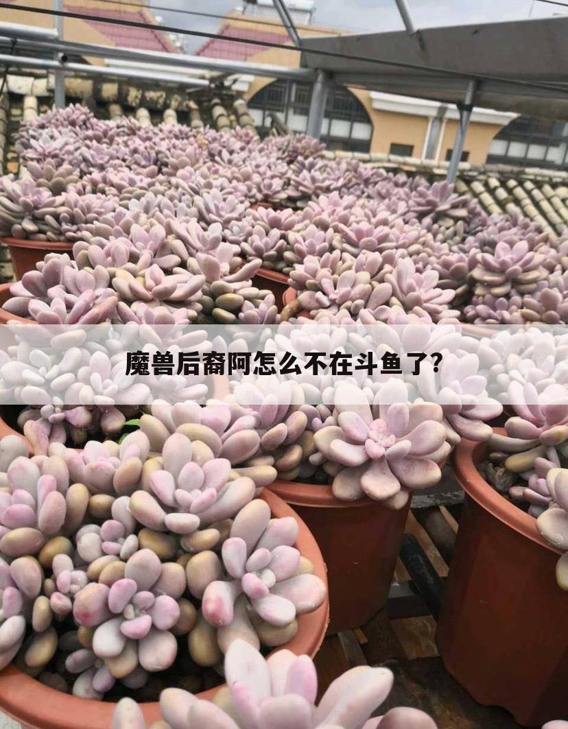 魔兽后裔阿怎么不在斗鱼了?